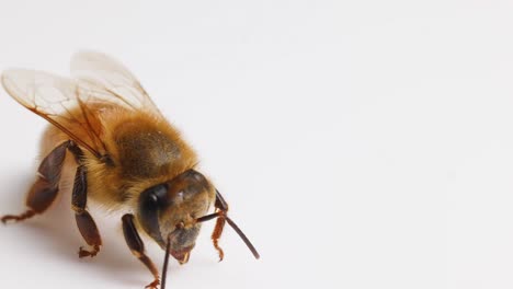 a honeybee struggles and eventually succumbs on a white background, captured in macro detail with soft lighting