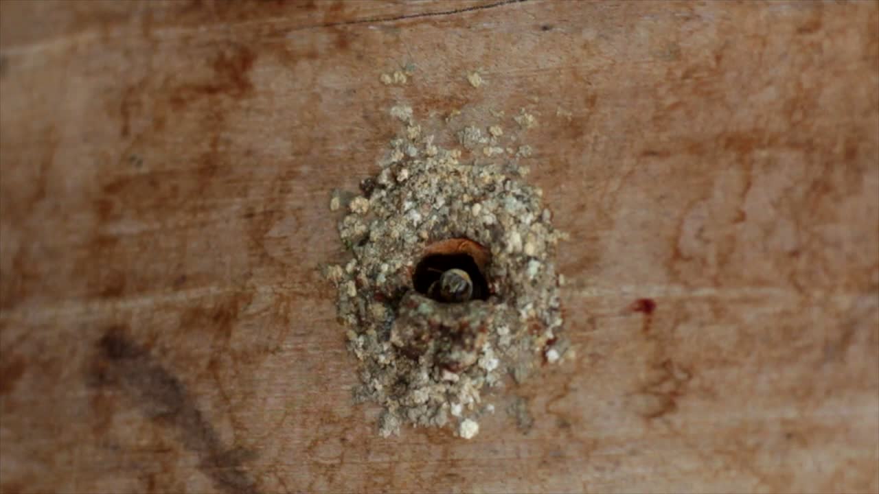 un primerísimo plano de un panal y abejas.