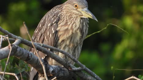 Rufous-Night-Heron-chilling-.