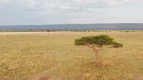 masai mara aerial drone shot of africa landscape nature scenery of kenya savannah, one single lone acacia tree, vast plains and wide open empty grassland, view from above maasai mara