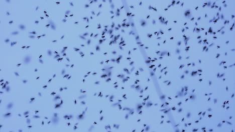 Un-Enjambre-De-Abejas-Volando-Frente-A-Un-Cielo-Azul-Claro-En-Cámara-Lenta