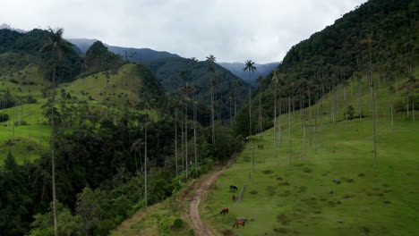 Vista-Aérea-Por-Drones-Del-Valle-De-Cocora,-Salento,-Colombia