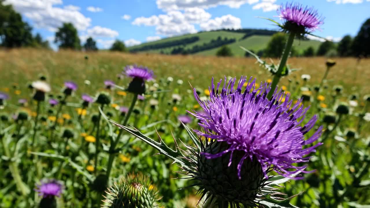 Close-up Bunga Thistle Ungu yang Mekar di Padang Rumput yang Cerah