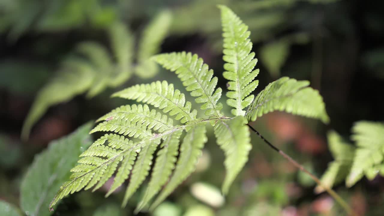 Close-up of a vibrant green fern leaf