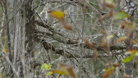 Die-Trockenere,-Halb-Abgestorbene-Vegetation-Im-Herbst-Beherbergt-Immer-Noch-Wildtiere-Wie-Diesen-Kleibervogel