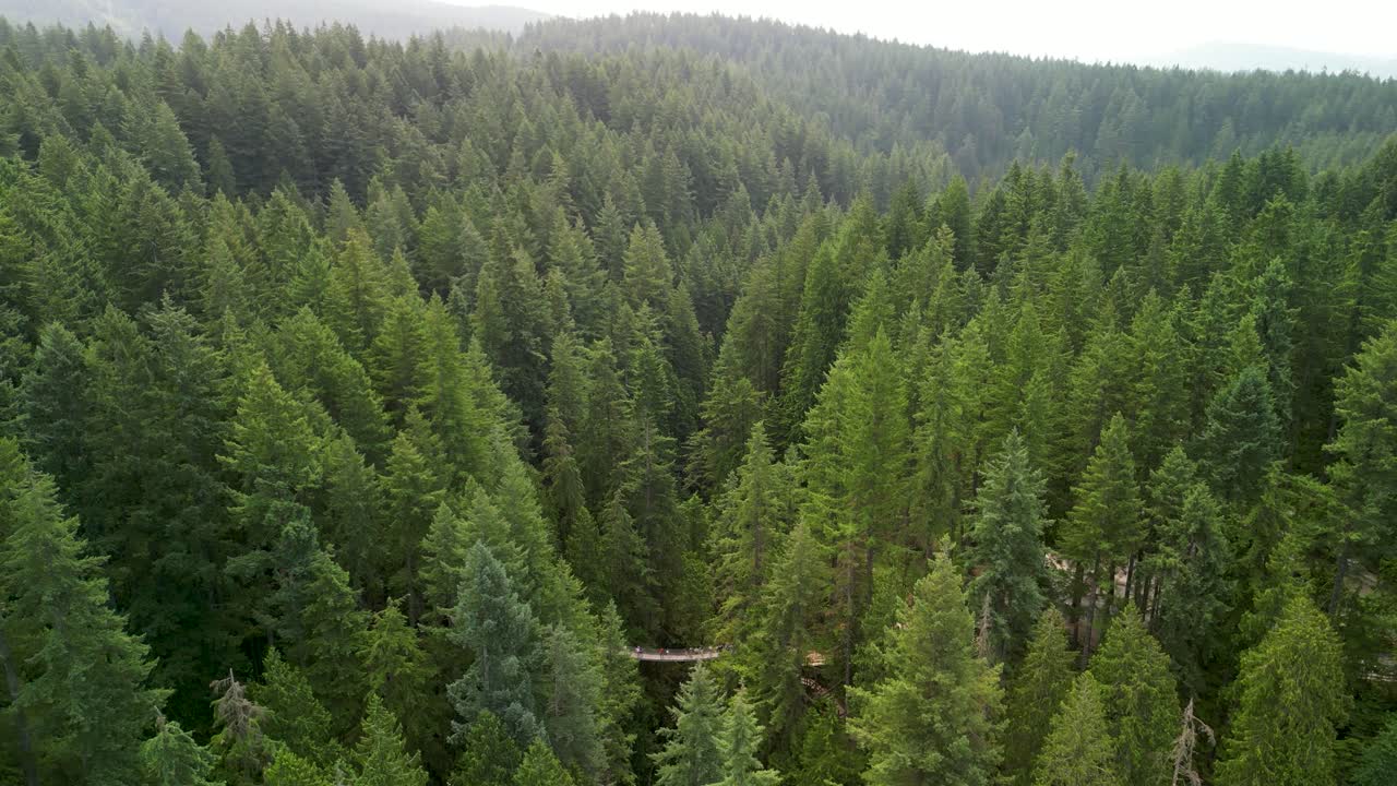 Aerial ascent pan of Lynn Canyon Suspension Bridge, Vancouver, BC, Canada