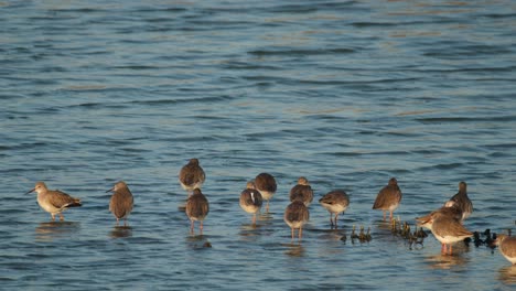 seen together resting then one moves to the left then into the middle preening itself also, common redshank or redshank tringa totanus, thailand