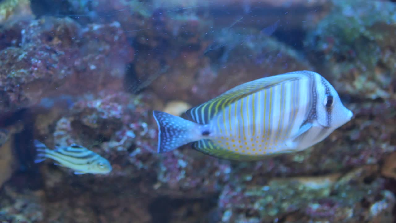 수족관 의 물고기