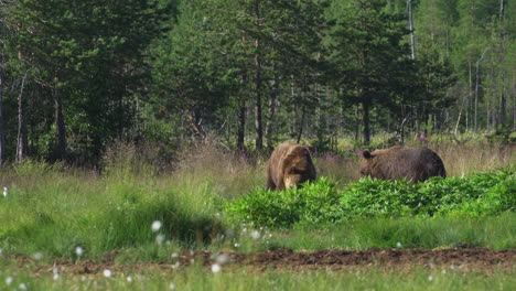 two wild bears eating a dead carcass behind the lush plants at the savanna - wide shot