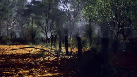 golden light spills over a quiet australian landscape at dusk filled with trees