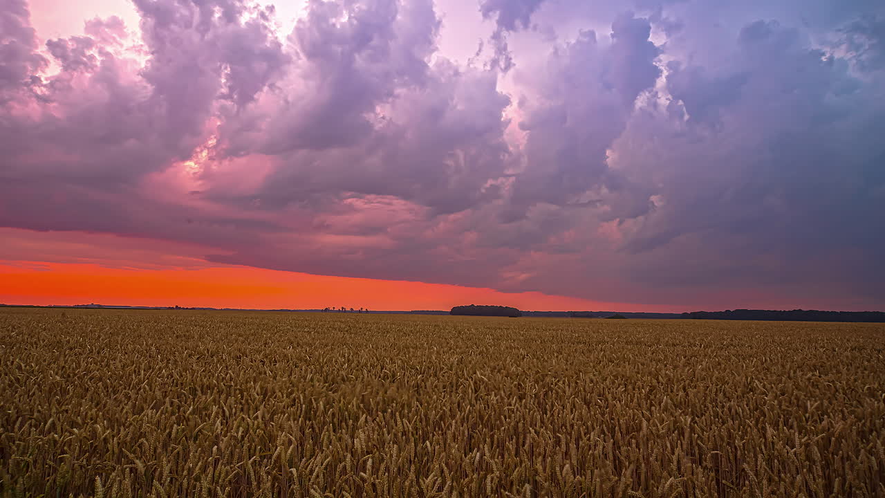 View of countryside field with young green wheat sprouts in summer cloudy evening timelapse