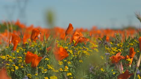 Wild-poppies-growing-in-a-meadow---sliding-close-up