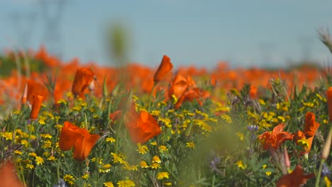 wild poppies growing in a meadow - sliding close up