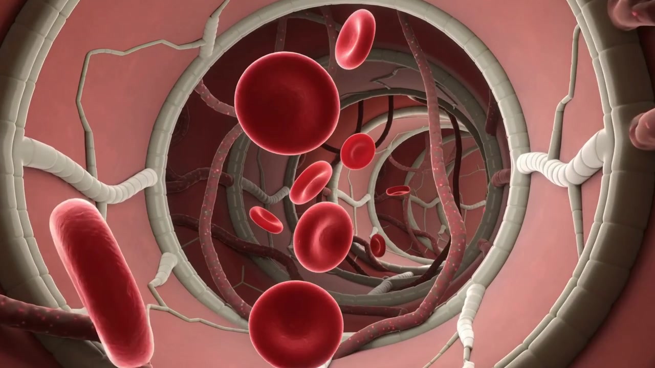 Advancing viewpoint showing red blood cells drifting through capillary lumen, revealing strands