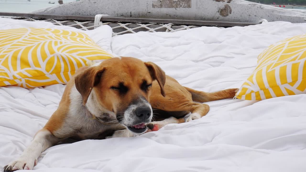 누사 페니다 섬 에 있는 개 가 바다 근처 에 있는 해마크 를 즐기고 있다