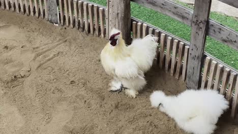 white chickens in a pen