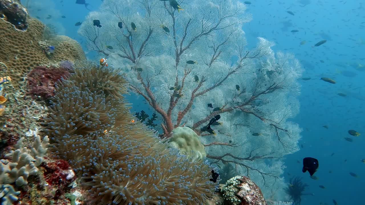A family of Anemone Fish, Clown Fish, in front of a large pink Gorgonian sea fan and a red grouper passing by for a few seconds
