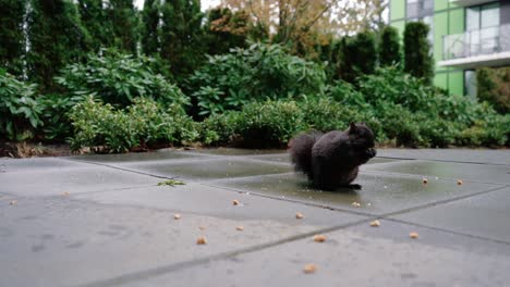 Niedliches-Eichhörnchen,-Das-Nüsse-Auf-Dem-Boden-Im-Hinterhof-Frisst