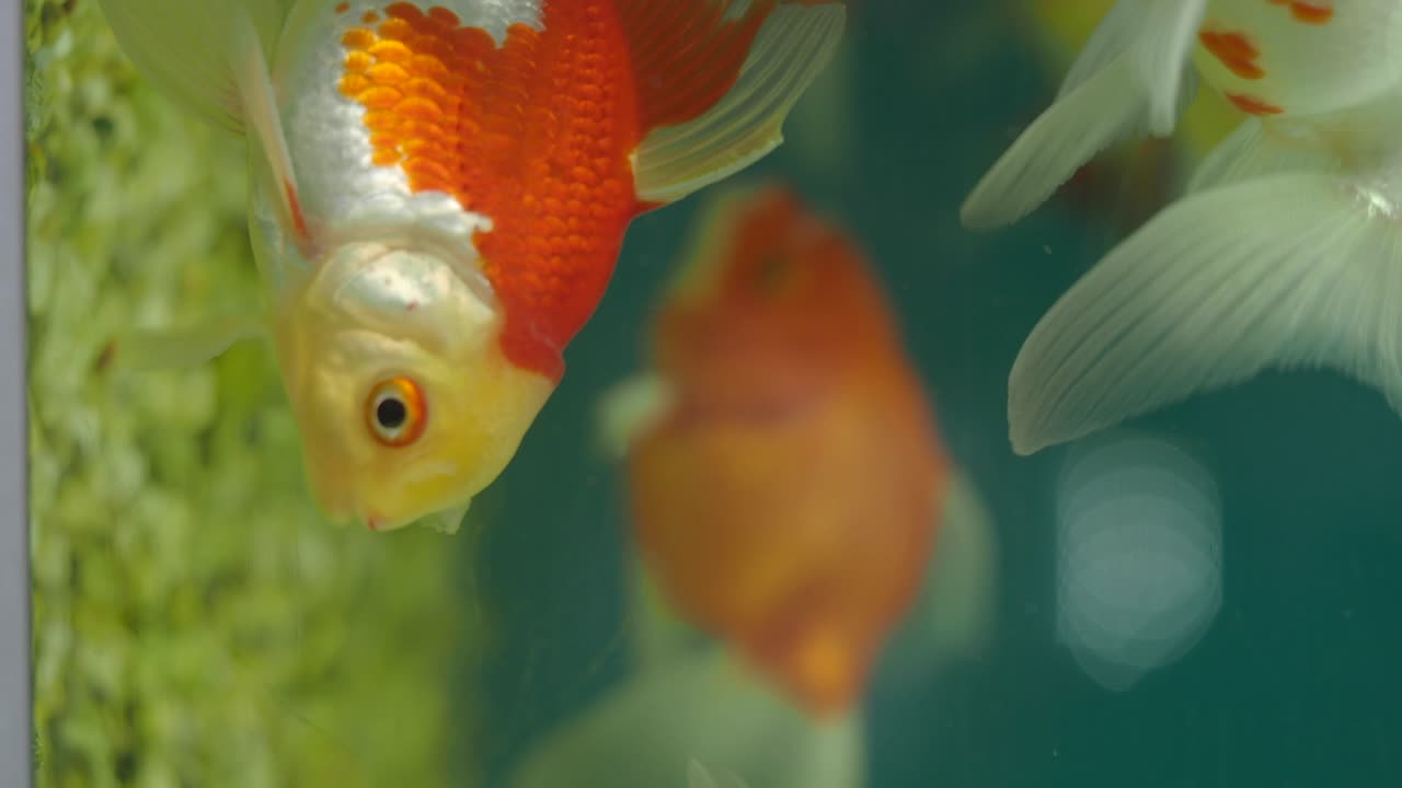 pez dorado en un acuario