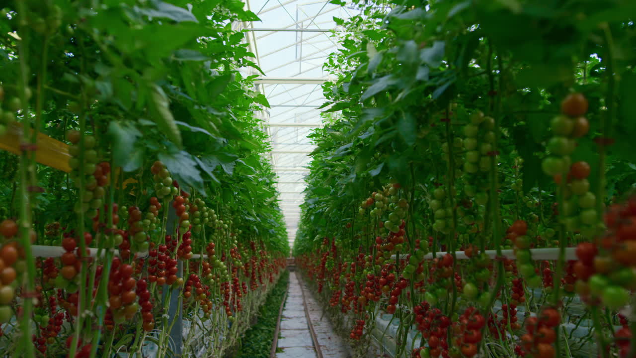 vista de ramas de tomates rojos que crecen en arbustos en un cálido invernadero moderno