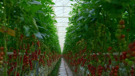 View-of-red-tomatoes-branches-growing-on-bushes-in-warm-modern-greenhouse