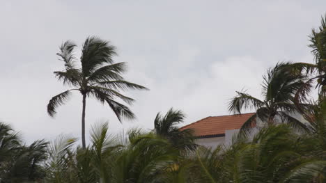 Miami-Launische-Palmen0