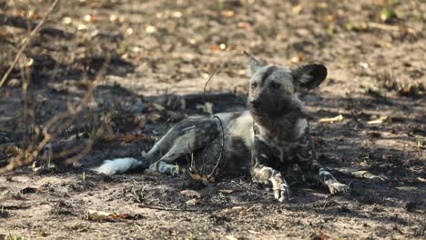 Full-body-shot-of-an-African-Wild-Dog-laying-in-the-shade,-Greater-Kruger