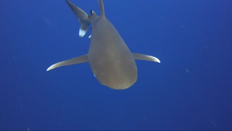 tiburón le guiña un ojo al buzo
