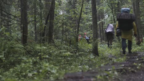 hikers in a rainy forest