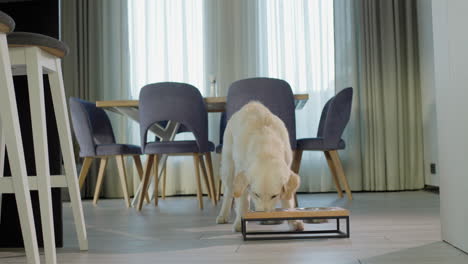 golden retriever eating in a dining room