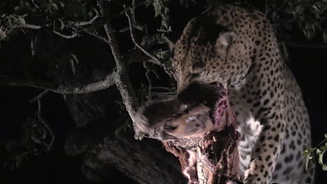 leopardo salvaje alimentándose de una matanza por la noche, el parque nacional kruger