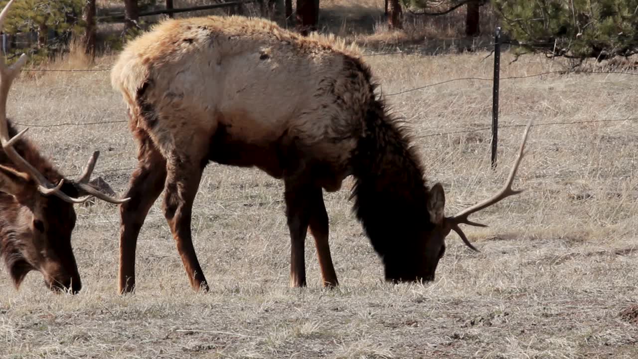 Un cervo wapiti maschio pascola in un parco all'inizio della primavera mentre fa la muta.