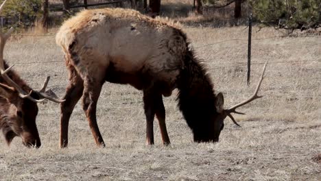 A-bull-elk-grazes-in-a-park-in-early-spring-while-molting