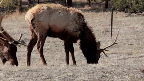 un alce toro pasta en un parque a principios de la primavera mientras muda