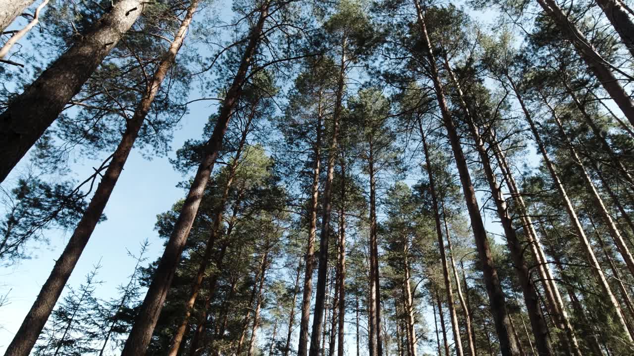 Looking up at tall pine trees in a forest