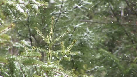 La-Nieve-Comienza-A-Acumularse-En-Los-árboles-En-Este-Clip-De-Primer-Plano