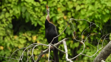 anhinga in tree uhd mp4 4k video.