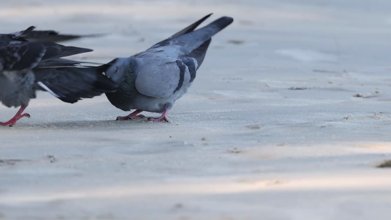 Two pigeons interact on a sunlit pavement, displaying courtship behavior with wing movements and close contact.