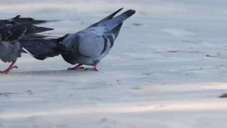 two pigeons interact on a sunlit pavement, displaying courtship behavior with wing movements and close contact.