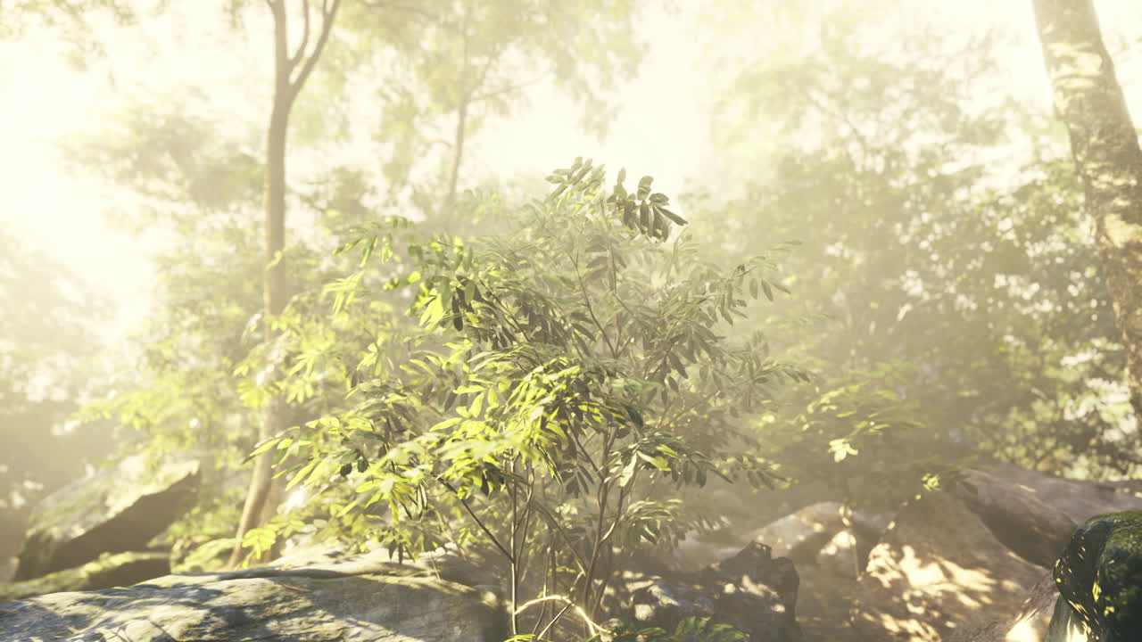 Serene greenery in a misty forest during early morning light