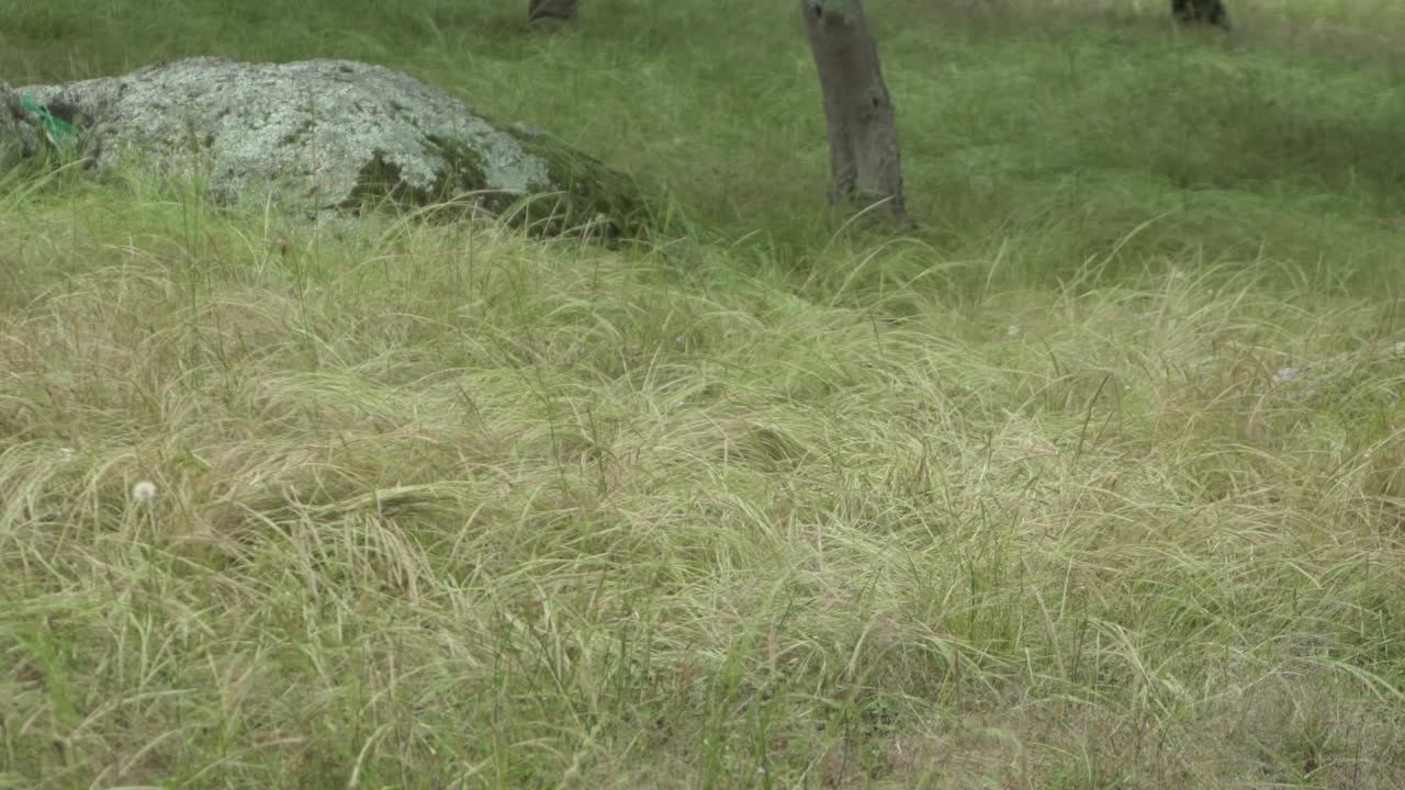 자연 개방 농장 야생 동물 농장의 독특한 호주 조류