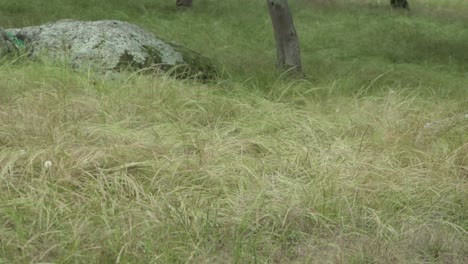 en la vida silvestre natural de la granja abierta aves australianas únicas en la granja