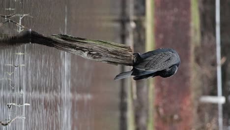 Cormorant-at-Hatchet-Pond-clip-2