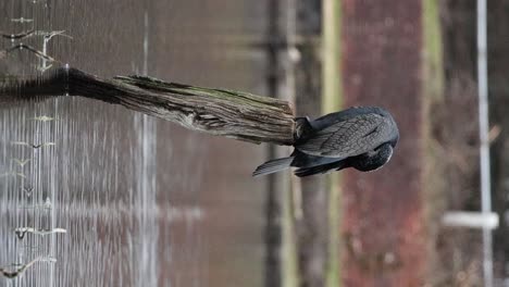 cormorant at hatchet pond clip 2