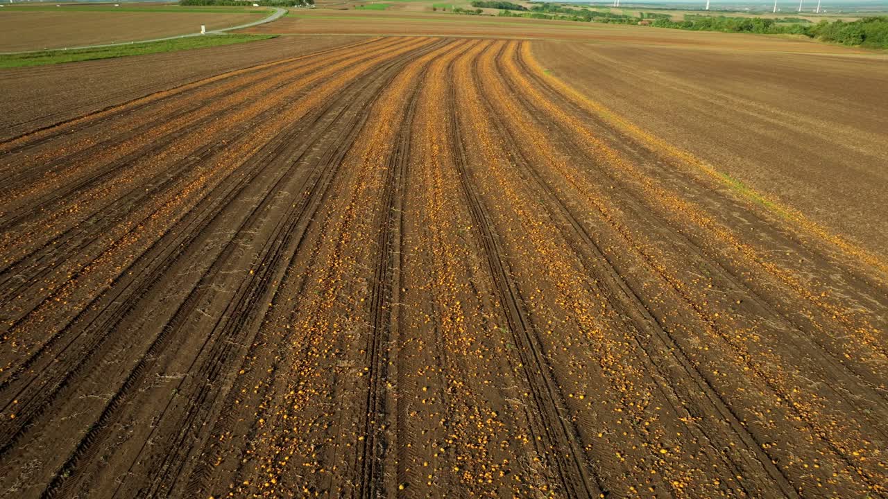 Aerial View Of Harvested Pumpkin Farm Land - drone shot