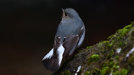 Dieser-Weibliche-Rotschwänzchen-Ist-Nicht-So-Farbenfroh-Wie-Das-Männchen,-Aber-Sicher-So-Flauschig-Wie-Ein-Knäuel-Eines-Niedlichen-Vogels