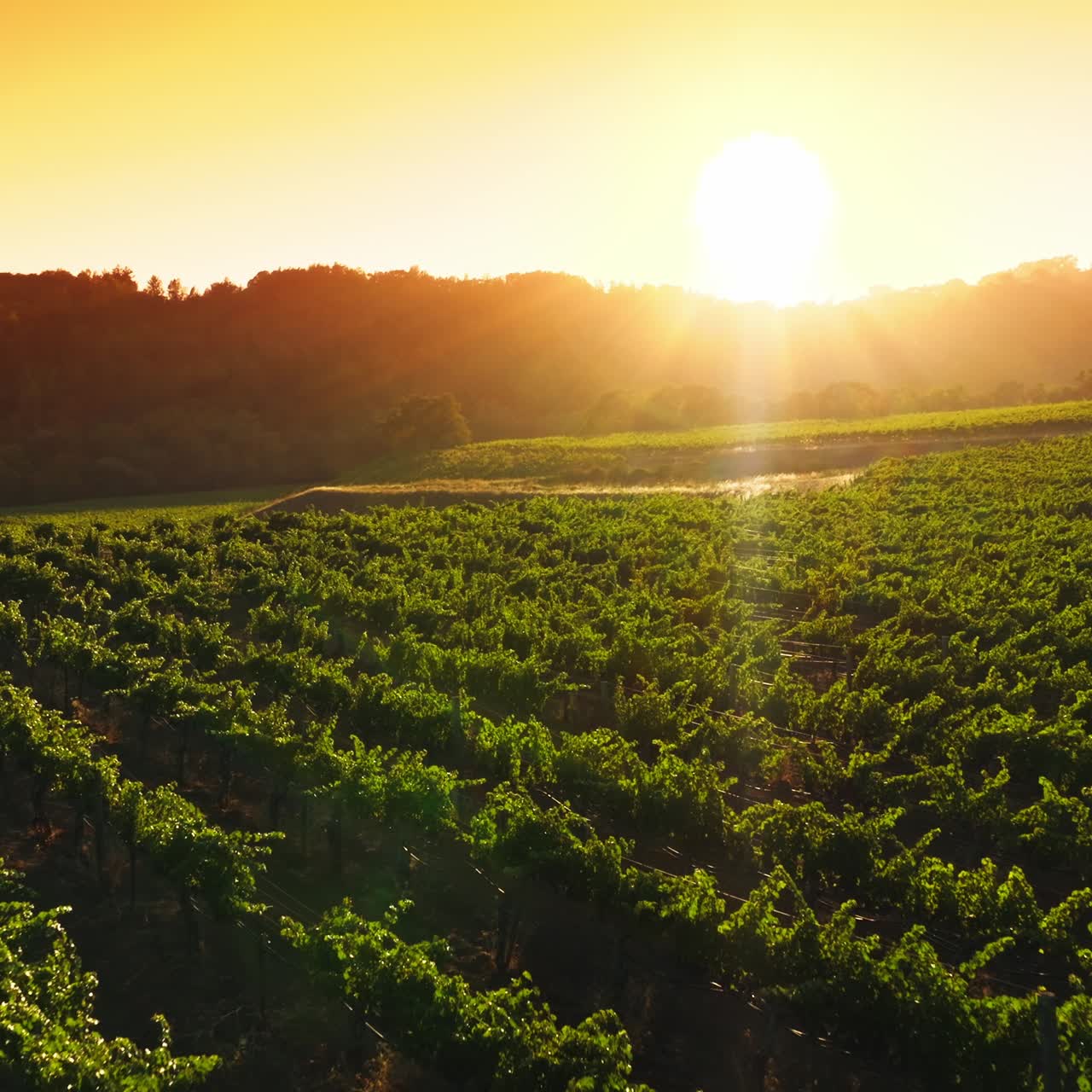 Green vines growing in rows at the vineyards of beautiful Napa, California, USA. Well-kept agriculture field at backdrop of setting sun