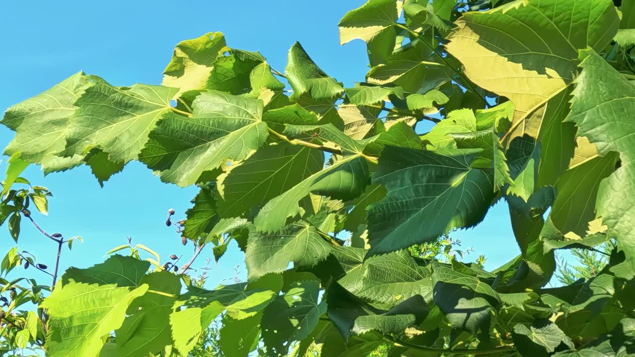 Close-up of lush green leaves basking under a bright blue sky, showcasing nature's vivid colors.