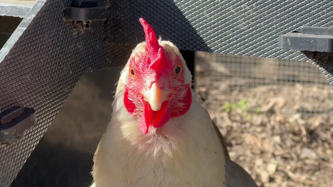 retrato de la cara de la gallina blanca en la naturaleza, primer plano