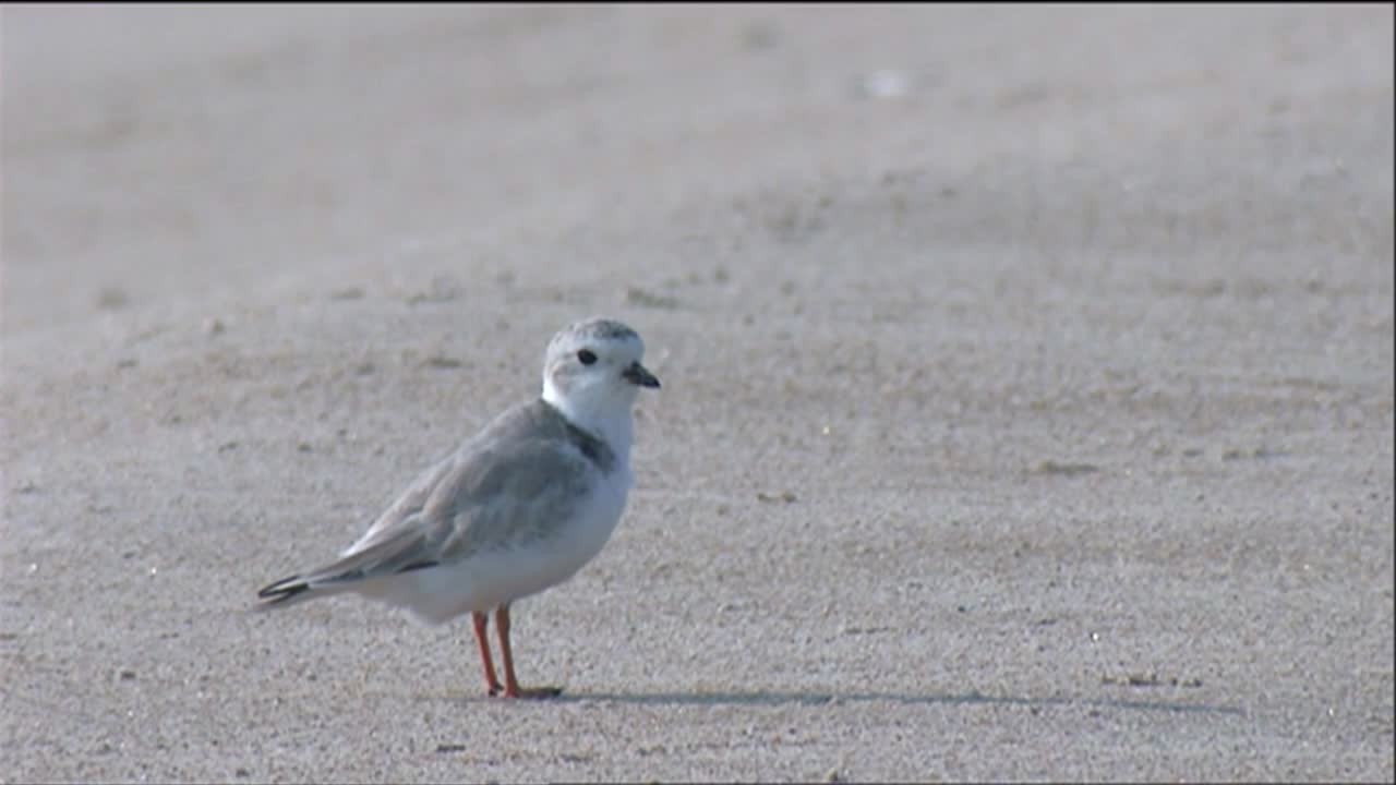 작은 물떼새들이 해변에 모여든다